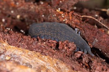 Media type: image;   Invertebrate Zoology 168055 Description: Digital photograph of specimen in life.;